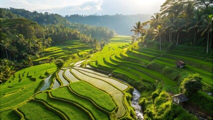 Rice Terraces in Bali
A stunning top-view drone image of the iconic rice terraces in Bali, Indonesia.