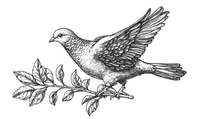 Fototapeta premium Detailed dove on branch with leaves illustration, nature and wildlife linear style icons set, vector.