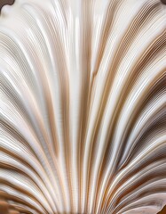  White Seashell Texture with Natural Ridges