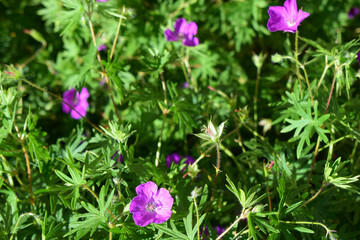 Fototapeta premium A cluster of purple flowers surrounded by green foliage. Whispers of Springtime