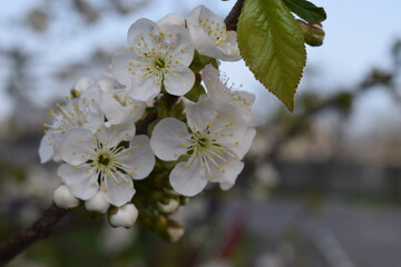 Nature's Elegance: Close-Up of Cherry Blossoms