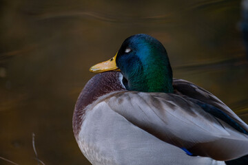 Anas platyrhynchos mallard duck, gliding across pond, perfect depiction wildlife in motion, beauty waterfowl in natural habitat, nature protection