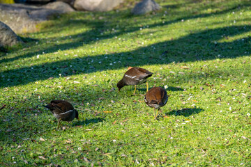 Gallinula chloropus reed water duck, marsh duck, small pigeon-sized waterfowl black bird in natural habitat, ornithology, nature protection