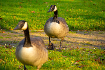 Obraz premium Canadian geese, birds North America on shore pond, Canada geese enjoying green pasture, Natural grazing behavior, nature reserve