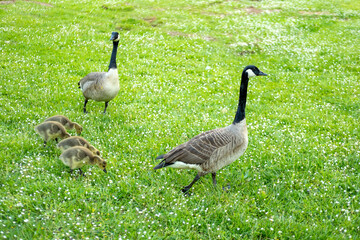 Goslings Canada goose, Brant canadian on green meadow with parents, Family waterfowl in natural habitat, Germany, bird migration control