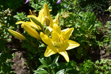 Striking Yellow Lilies Blooming in Natural Setting
