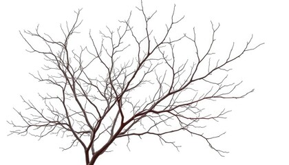 Fototapeta premium Bare, intricate branches isolated against a pure white backdrop, nature, elegant