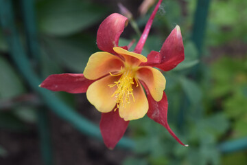 A close-up of a vibrant aquilegia skinneri flower with red outer petals and yellow inner petals....