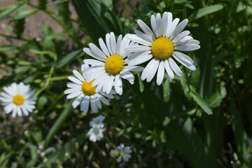 Fototapeta premium White Daisies in Green Meadow