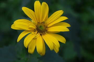 Capturing the Beauty of Yellow Blooms in Nature