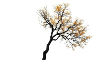 Lone deciduous tree, branches reaching skyward, stark white backdrop, detail, scenic