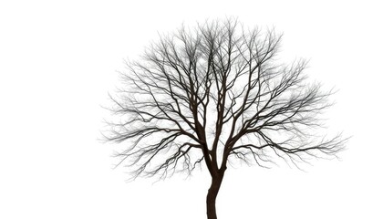 Lone deciduous tree, stark branches against bright white, environment, twig