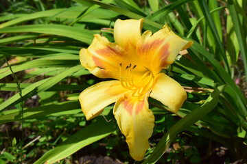 Fototapeta premium Close-Up of Yellow Flower with Orange Accents