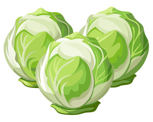 cabbage isolated on white background