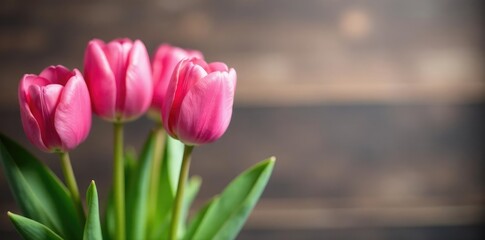 Pink tulips in soft focus against a wooden background, pink tulips, flowers, spring