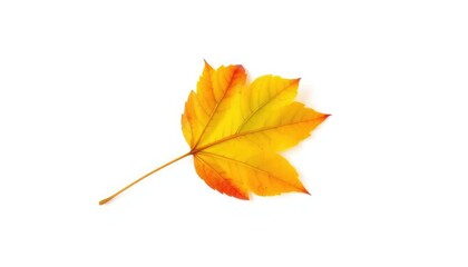 Single autumn leaf isolated on white background, macro, nature