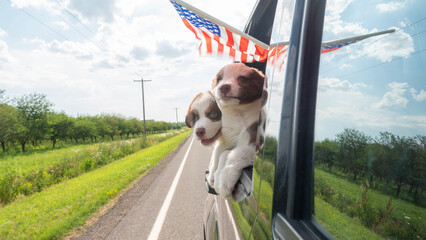 Two adorable puppies leaning out of a car window with American flags, enjoying a sunny countryside...