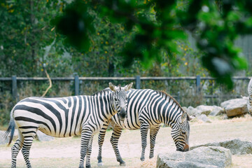 zebra in the zoo