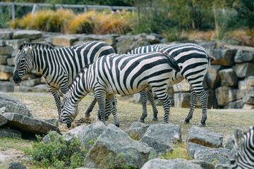 zebra in zoo