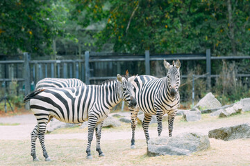 zebra in the zoo
