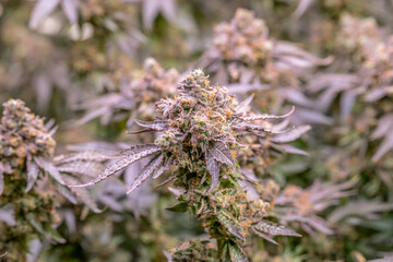 female blossom marijuana SoG Sea of Green net hemp cultivation technique Growing pot indoor bloom...