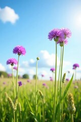 Tall purple alliums stretching towards the sky in a sunny meadow, tall, landscape, wheat