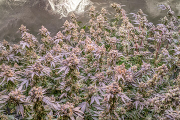 female blossom marijuana SoG Sea of Green net hemp cultivation technique Growing pot indoor bloom...