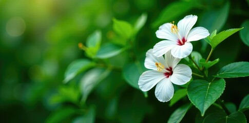 White hibiscus flowers on a lush green background, plant, nature