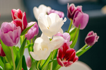 Fototapeta premium Spring Vibrant Tulip Bouquet indoor