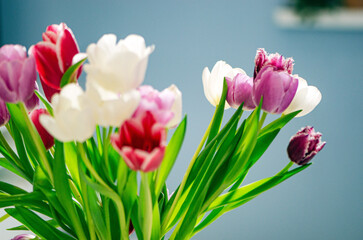Spring Vibrant Tulip Bouquet indoor