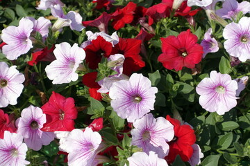 Petunia flowers. Petunias mixed colors. Family name Solanaceae. Floral background.