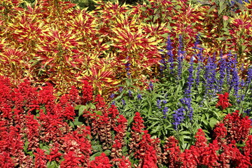 Salvia blue and red, Amaranthus tricolor, colorful leaves and flowers in garden or in park. 
