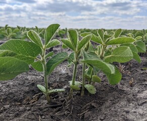 Soybeans. Summer green fields under a changing cloudy sky, the sun, which sometimes appears to illuminate the landscape of soybean crops. Beginning of flowering
