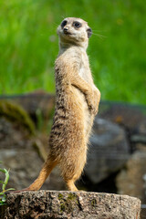 Fototapeta premium closeup portrait of suricate or meerkat (Suricata suricatta) standing in a zoo in Germany and watching from his lookout