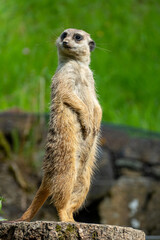 Fototapeta premium closeup portrait of suricate or meerkat (Suricata suricatta) standing in a zoo in Germany and watching from his lookout
