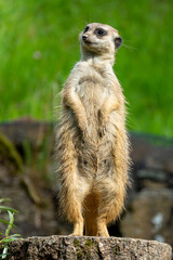 closeup portrait of suricate or meerkat (Suricata suricatta) standing in a zoo in Germany and watching from his lookout