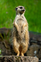 closeup portrait of suricate or meerkat (Suricata suricatta) standing in a zoo in Germany and watching from his lookout