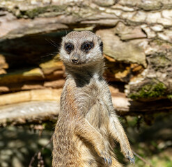 closeup portrait of suricate or meerkat (Suricata suricatta) standing in a zoo in Germany and watching from his lookout
