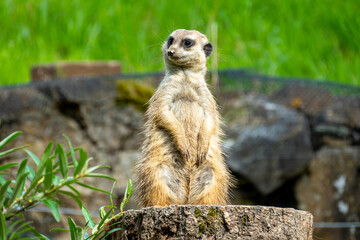 closeup portrait of suricate or meerkat (Suricata suricatta) standing in a zoo in Germany and watching from his lookout