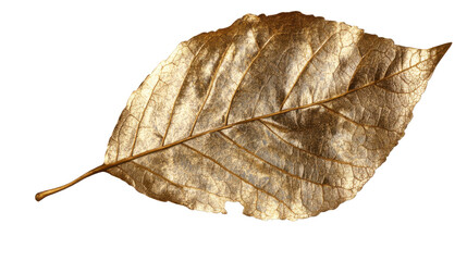 golden leaf with detailed veins capturing isolated on white background