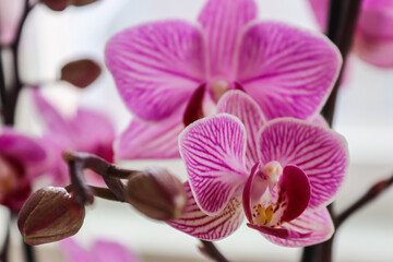 A close-up of a pink orchid with unique patterns on its petals, showcasing its vibrant colors and...