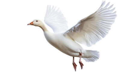 Obraz premium goose flying isolated on white background