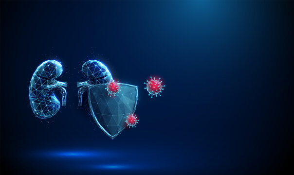 Abstract red human kidneys behind the futuristic guard shield attacked by viruses. Kidneys protection, healthcare medical concept.