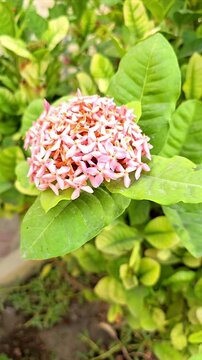 lxora plant flower beautiful natural background 