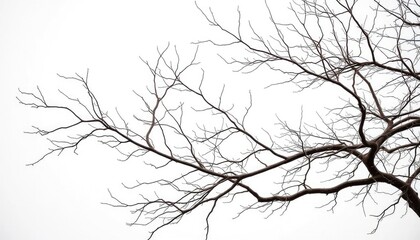 Obraz premium Bare, intricately branched tree limbs against a stark white backdrop, abstract, flora