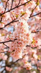 Blooming branches of a flowering apricot tree, flowers, spring, blossoms