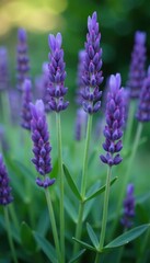 Fototapeta premium Detail shot of lavender stems and leaves in full bloom, closeup, botanical