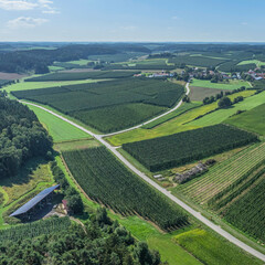 Landschaft mit Hopfenfelden kurz vor der Ernte in der Hallertau, dem weltweit größten...