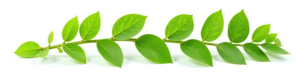 Fresh green leafy branch isolated on white background, plant, botanical