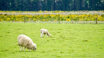 Sheep with lamb grazing in a field in New Zealand 